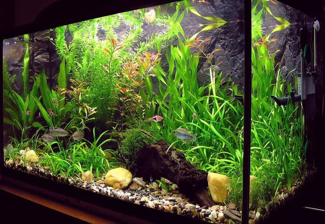 How To Soften Water In A Home Aquarium Or Fishbowl