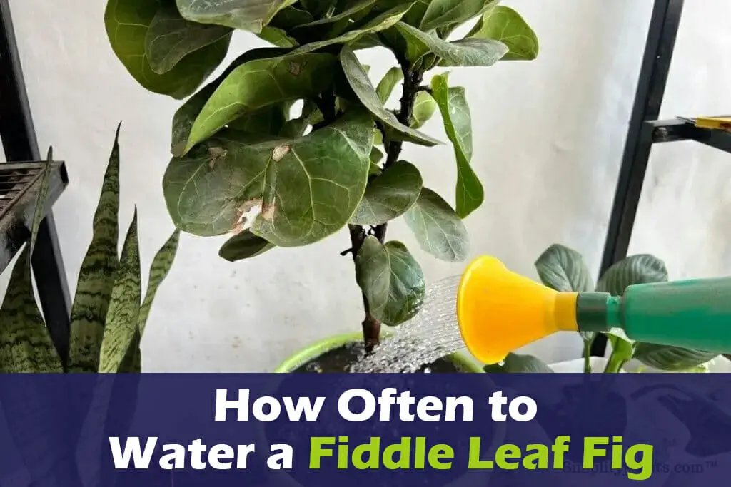 How Often To Water A Fiddle Leaf Fig In 2024 [Watering Tips]