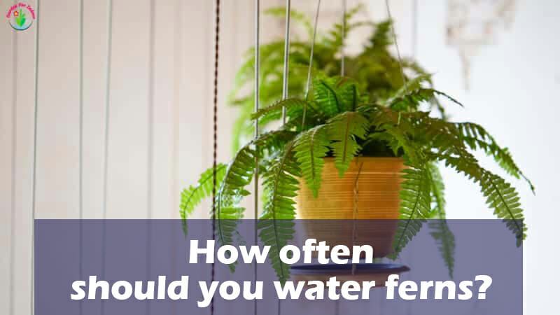 How Often Should You Water Ferns? [Care-Taking Guide 2023]