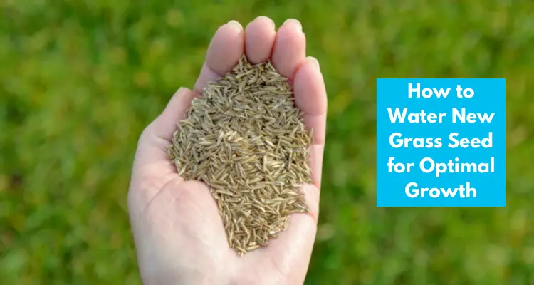 How To Water New Grass Seed For Optimal Growth - Water Evidence