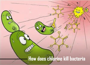 How Does Chlorine Kill Bacteria: The Mechanism