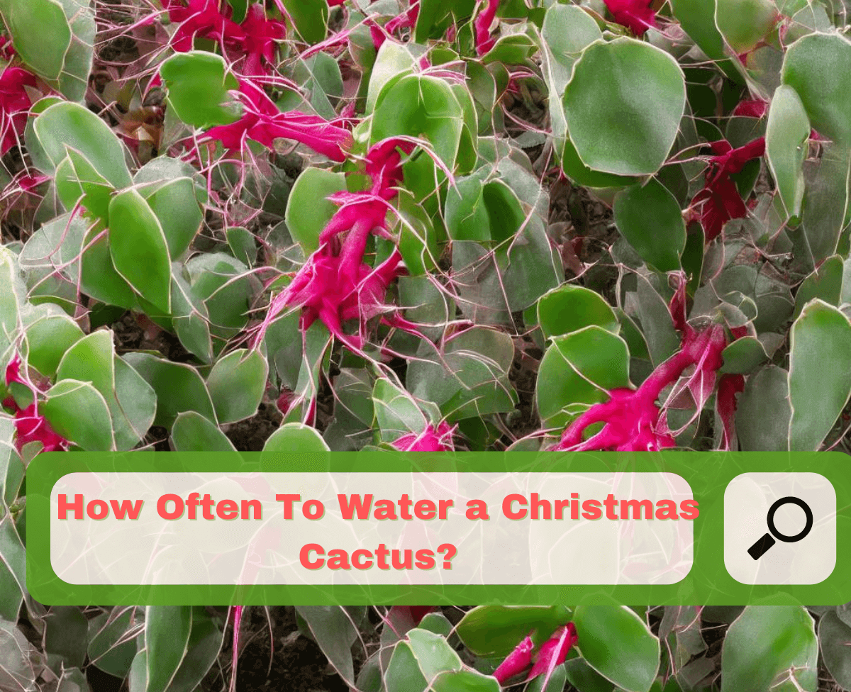 How Often To Water Christmas Cactus 