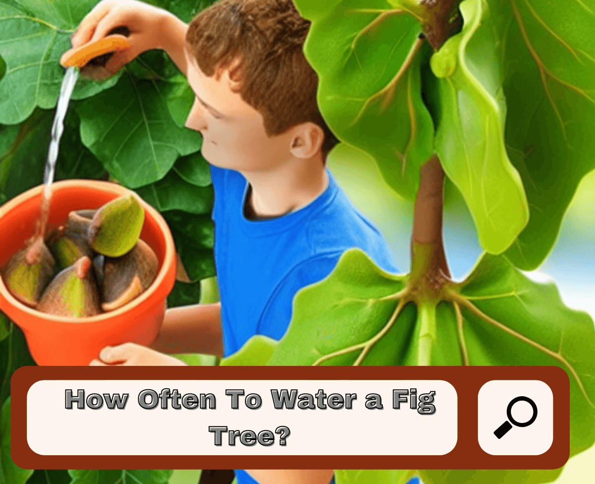 how-often-to-water-a-fig-tree-the-fiddle-leaf-fig-expert