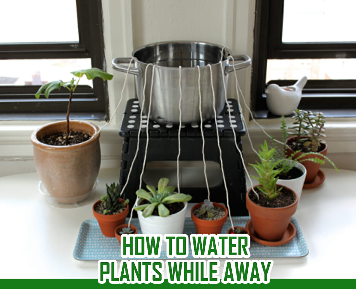 how-to-water-plants-while-away-4-solutions-for-busy-gardeners