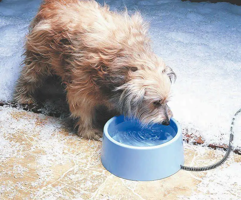 How to Keep Dogs Water from Freezing In Winter Season