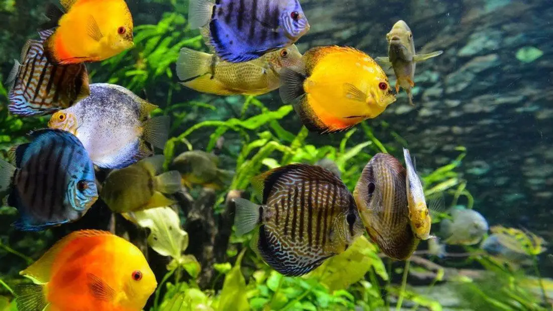 How to Soften Aquarium Water