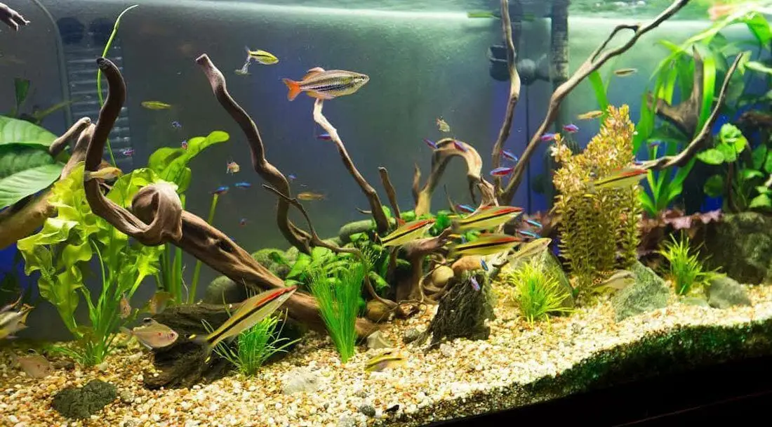 How to Soften Aquarium Water