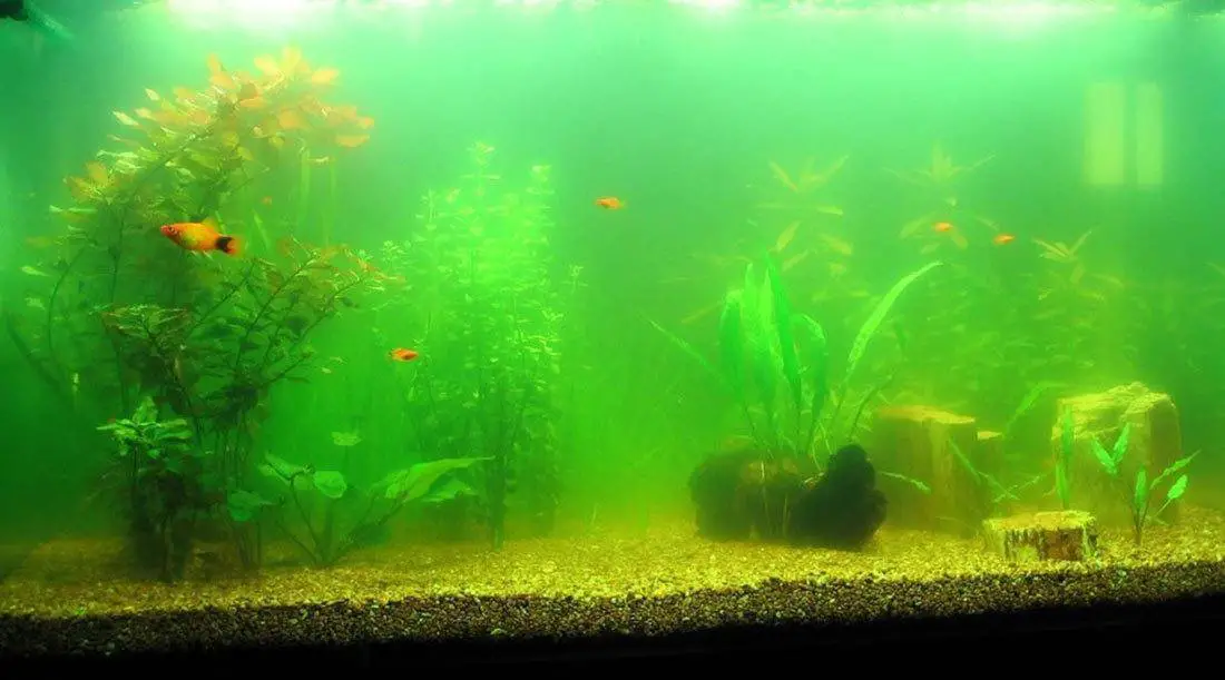 How to Soften Aquarium Water